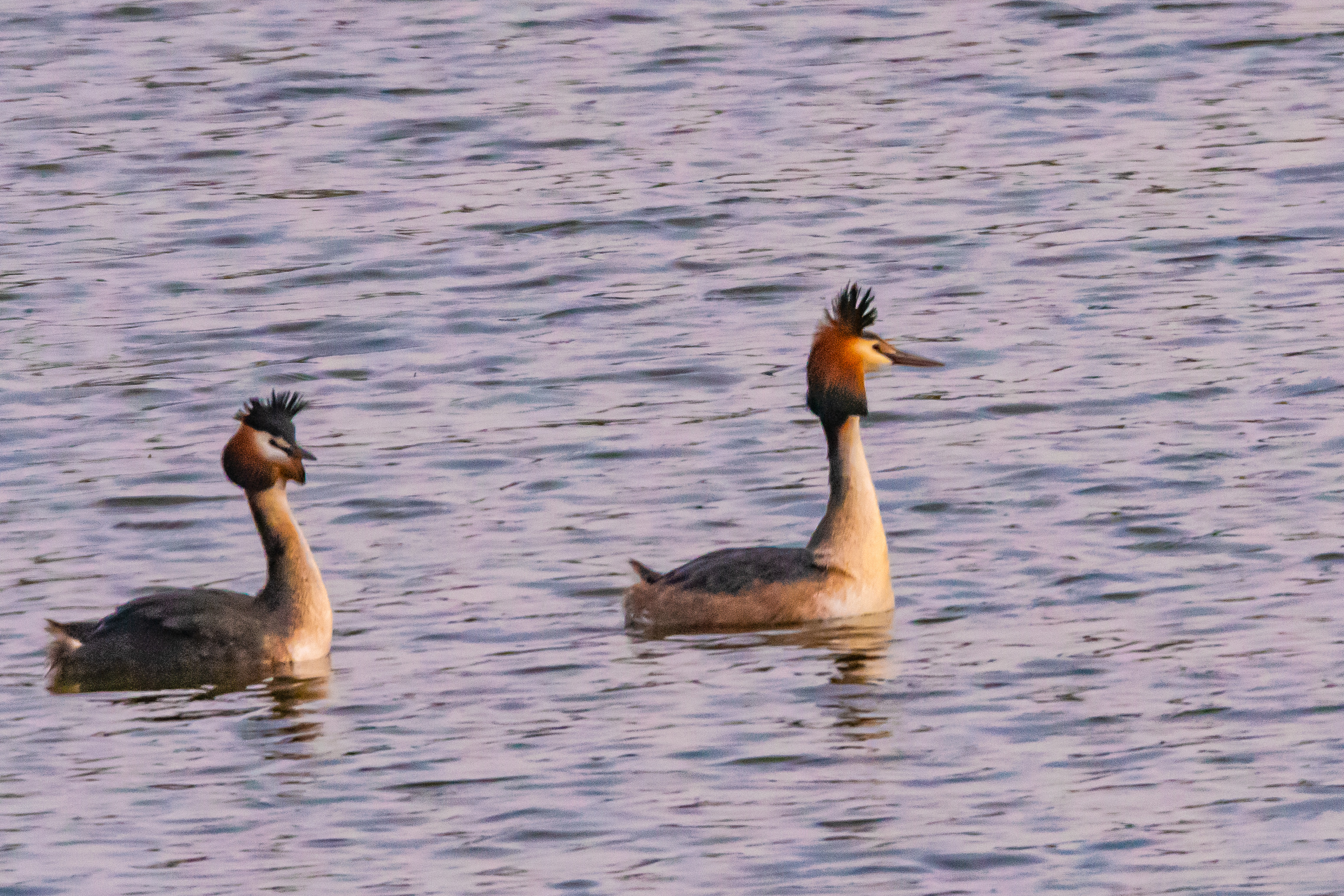 Grèbes huppés nuptiaux (Great grebes, Podiceps cristatus), fin de la parade , Réserve Naturelle de Mont-Bernanchon, Hauts de France.